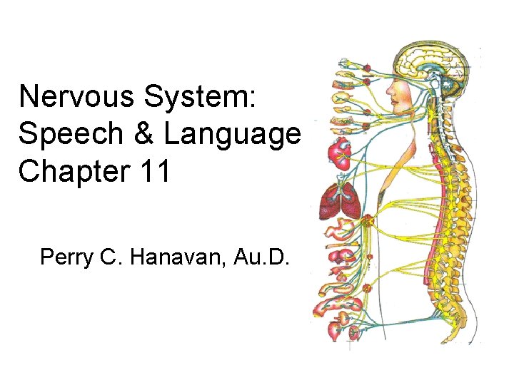 Nervous System: Speech & Language Chapter 11 Perry C. Hanavan, Au. D. Nervous System: Speech & Language Chapter 11 Perry C. Hanavan, Au. D.