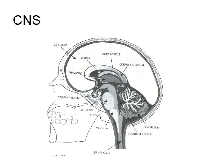 CNS CNS