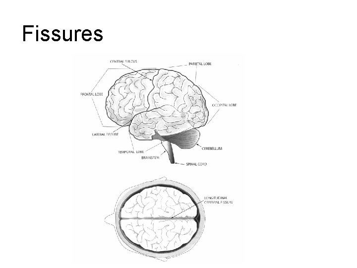 Fissures Fissures