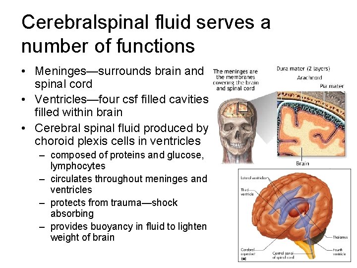 Cerebralspinal fluid serves a number of functions • Meninges—surrounds brain and spinal cord • Cerebralspinal fluid serves a number of functions • Meninges—surrounds brain and spinal cord •