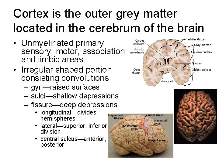 Cortex is the outer grey matter located in the cerebrum of the brain • Cortex is the outer grey matter located in the cerebrum of the brain •