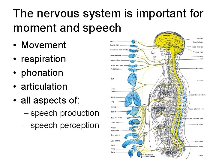 The nervous system is important for moment and speech • • • Movement respiration The nervous system is important for moment and speech • • • Movement respiration