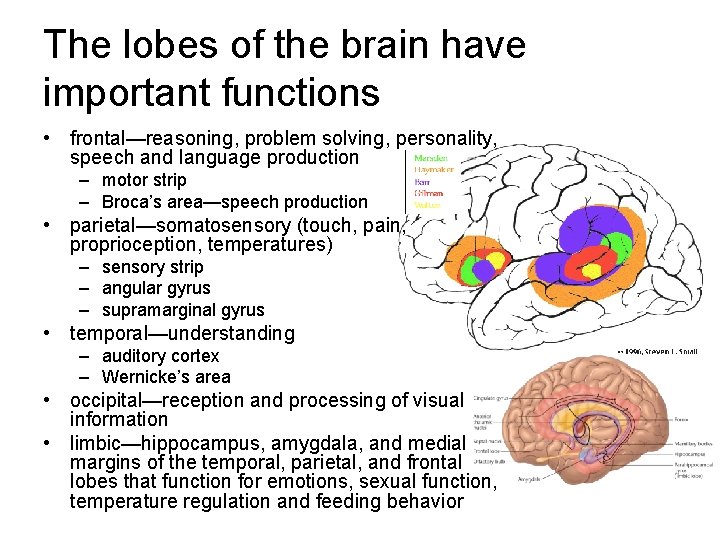 The lobes of the brain have important functions • frontal—reasoning, problem solving, personality, speech The lobes of the brain have important functions • frontal—reasoning, problem solving, personality, speech