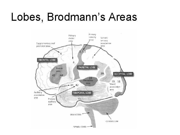 Lobes, Brodmann’s Areas Lobes, Brodmann’s Areas