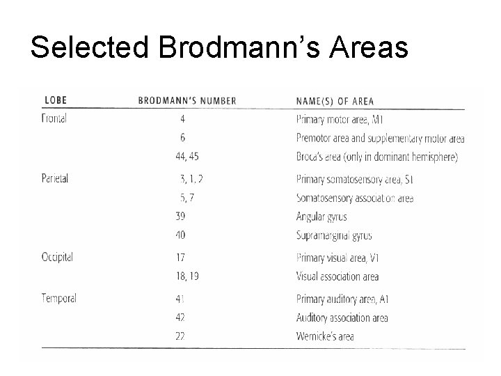 Selected Brodmann’s Areas Selected Brodmann’s Areas