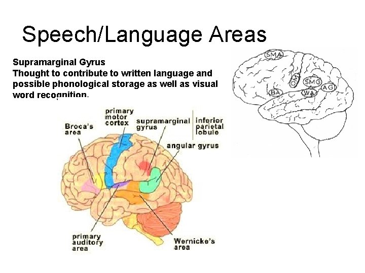 Speech/Language Areas Supramarginal Gyrus Thought to contribute to written language and possible phonological storage Speech/Language Areas Supramarginal Gyrus Thought to contribute to written language and possible phonological storage