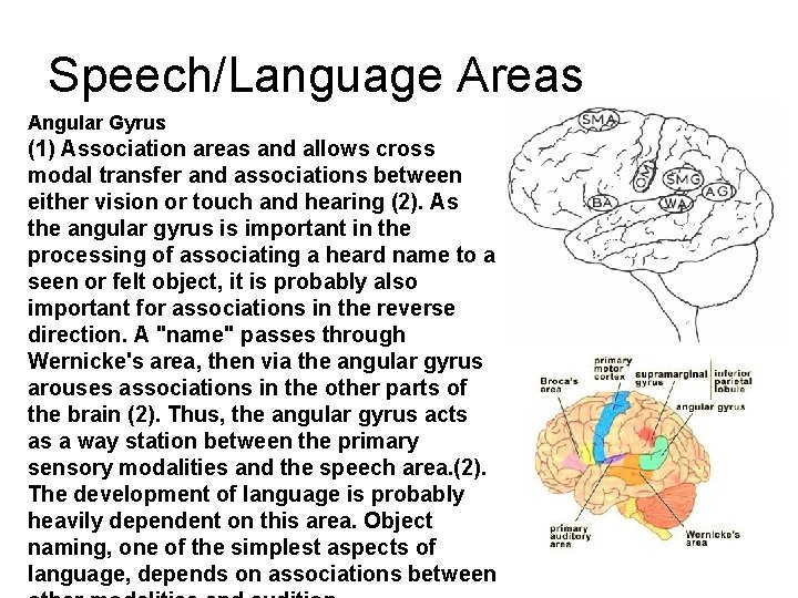 Speech/Language Areas Angular Gyrus (1) Association areas and allows cross modal transfer and associations Speech/Language Areas Angular Gyrus (1) Association areas and allows cross modal transfer and associations
