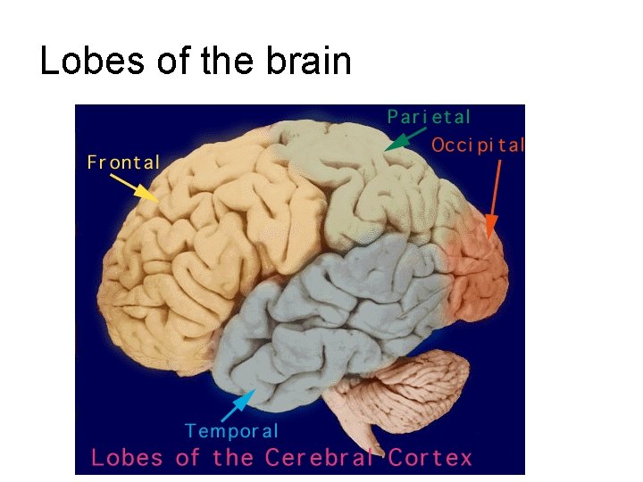Lobes of the brain Lobes of the brain