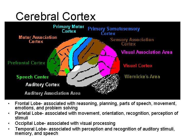 Cerebral Cortex • • Frontal Lobe- associated with reasoning, planning, parts of speech, movement, Cerebral Cortex • • Frontal Lobe- associated with reasoning, planning, parts of speech, movement,