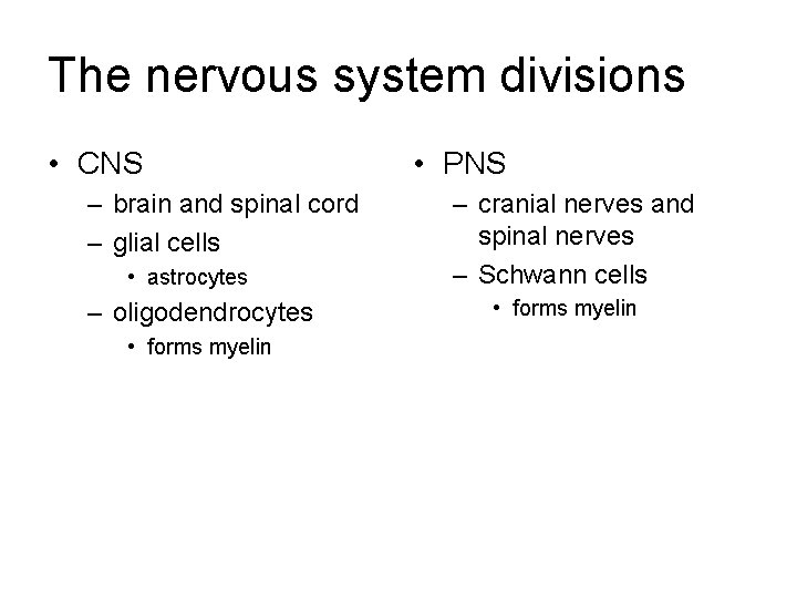 The nervous system divisions • CNS – brain and spinal cord – glial cells The nervous system divisions • CNS – brain and spinal cord – glial cells