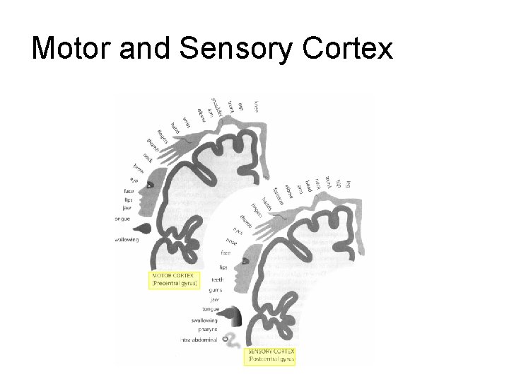 Motor and Sensory Cortex Motor and Sensory Cortex