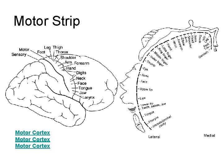 Motor Strip Motor Cortex Motor Strip Motor Cortex