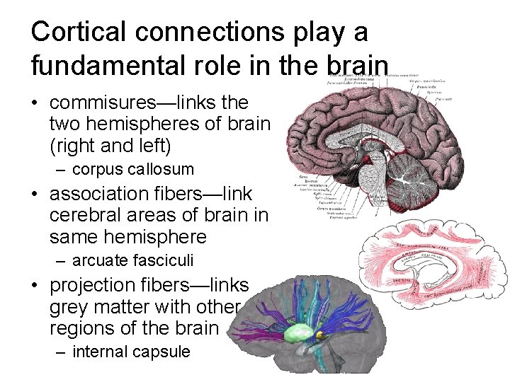 Cortical connections play a fundamental role in the brain • commisures—links the two hemispheres Cortical connections play a fundamental role in the brain • commisures—links the two hemispheres
