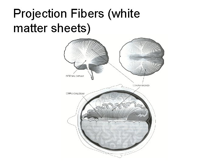 Projection Fibers (white matter sheets) Projection Fibers (white matter sheets)