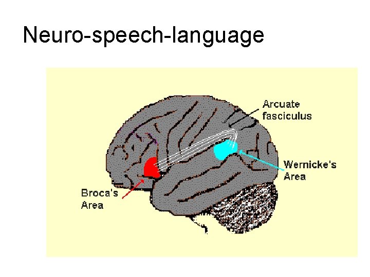 Neuro-speech-language Neuro-speech-language