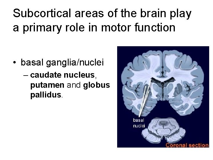 Subcortical areas of the brain play a primary role in motor function • basal Subcortical areas of the brain play a primary role in motor function • basal