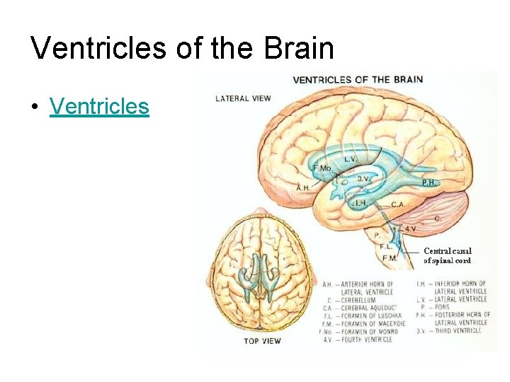 Ventricles of the Brain • Ventricles Ventricles of the Brain • Ventricles