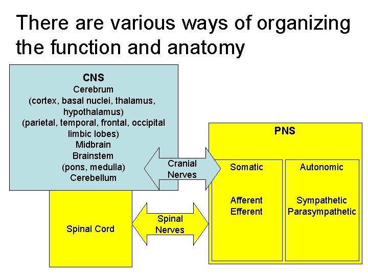 There are various ways of organizing the function and anatomy CNS Cerebrum (cortex, basal There are various ways of organizing the function and anatomy CNS Cerebrum (cortex, basal