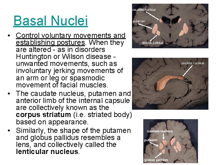 Basal Nuclei • Control voluntary movements and establishing postures. When they are altered - Basal Nuclei • Control voluntary movements and establishing postures. When they are altered -