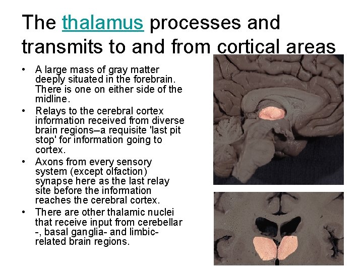 The thalamus processes and transmits to and from cortical areas • A large mass The thalamus processes and transmits to and from cortical areas • A large mass