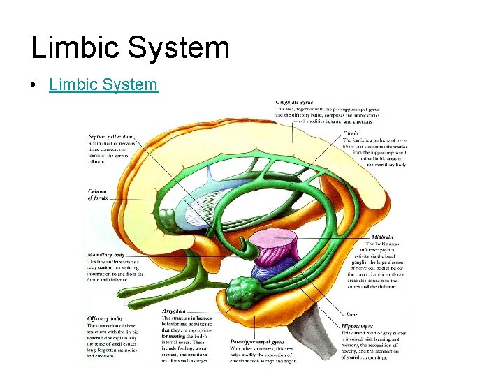Limbic System • Limbic System Limbic System • Limbic System