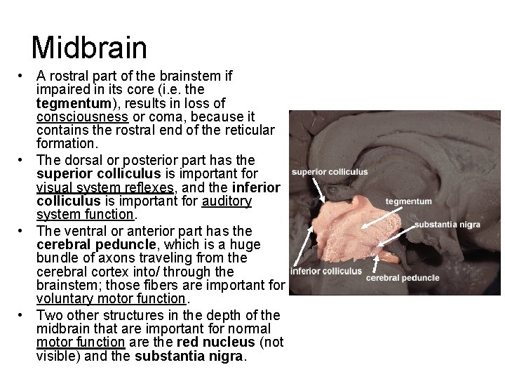 Midbrain • A rostral part of the brainstem if impaired in its core (i. Midbrain • A rostral part of the brainstem if impaired in its core (i.