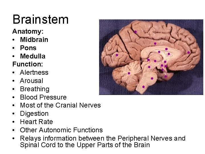 Brainstem Anatomy: • Midbrain • Pons • Medulla Function: • Alertness • Arousal • Brainstem Anatomy: • Midbrain • Pons • Medulla Function: • Alertness • Arousal •