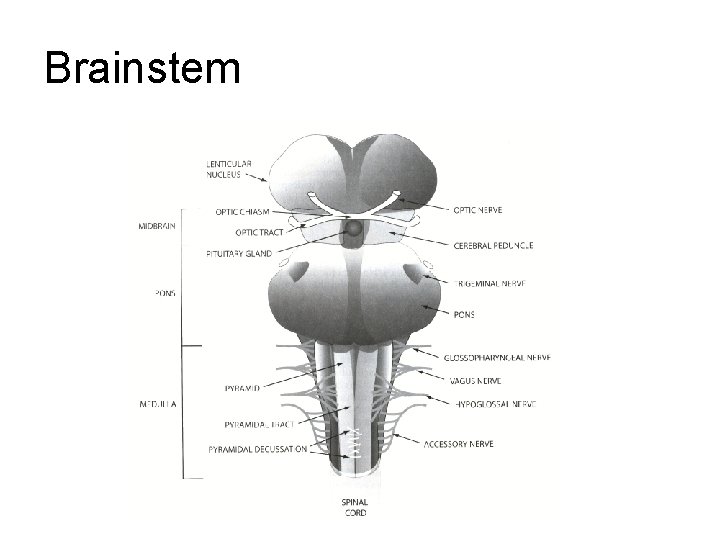 Brainstem Brainstem