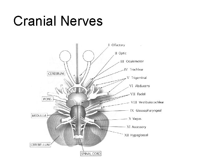 Cranial Nerves Cranial Nerves