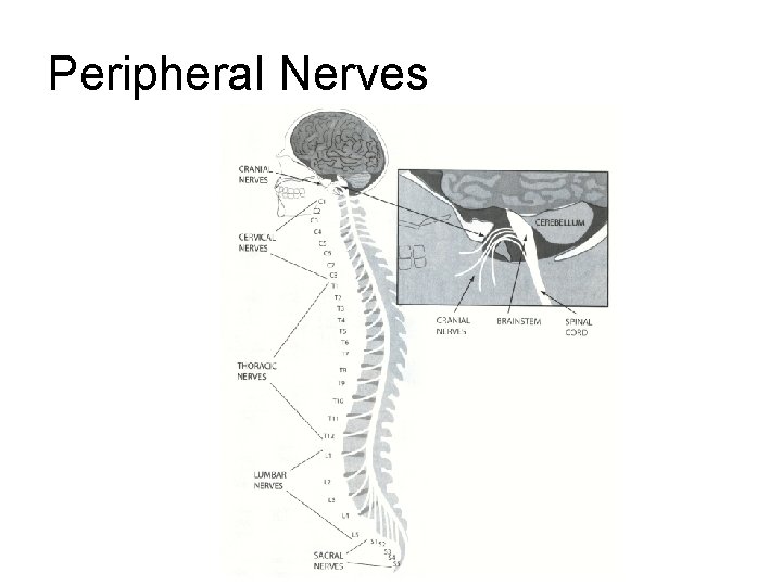 Peripheral Nerves Peripheral Nerves