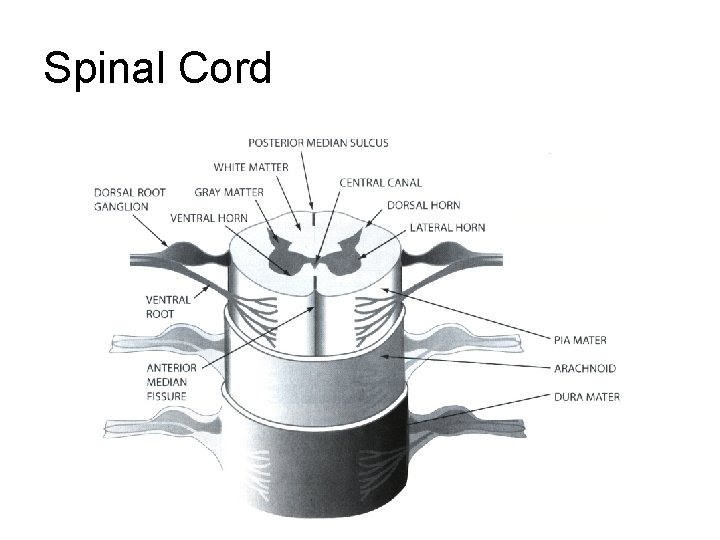 Spinal Cord Spinal Cord