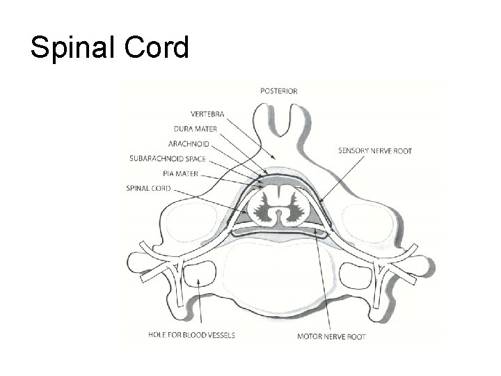 Spinal Cord Spinal Cord