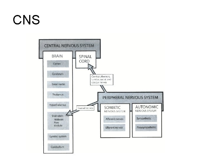 CNS CNS