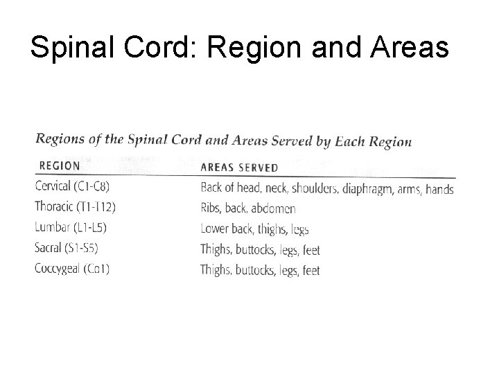 Spinal Cord: Region and Areas Spinal Cord: Region and Areas