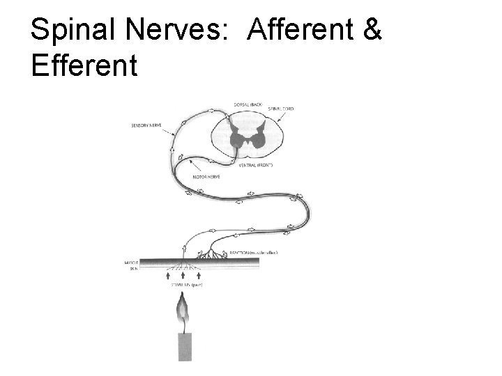 Spinal Nerves: Afferent & Efferent Spinal Nerves: Afferent & Efferent
