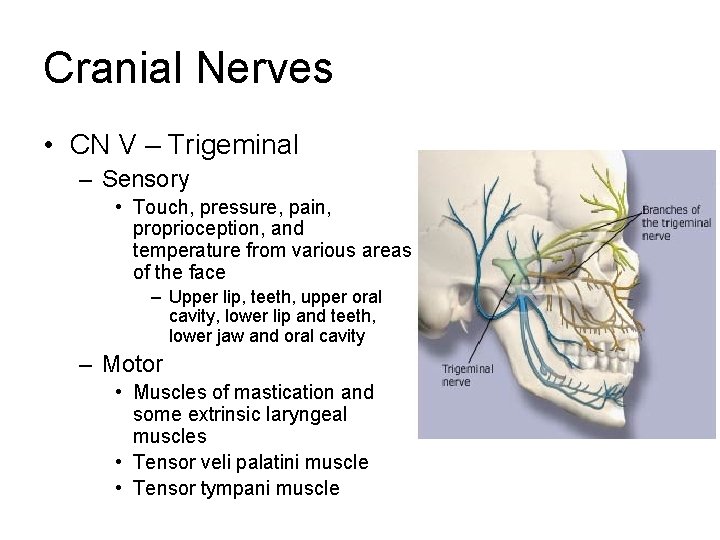 Cranial Nerves • CN V – Trigeminal – Sensory • Touch, pressure, pain, proprioception, Cranial Nerves • CN V – Trigeminal – Sensory • Touch, pressure, pain, proprioception,