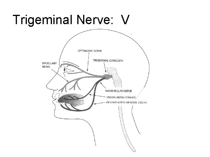 Trigeminal Nerve: V Trigeminal Nerve: V