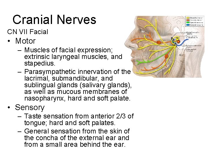 Cranial Nerves CN VII Facial • Motor – Muscles of facial expression; extrinsic laryngeal Cranial Nerves CN VII Facial • Motor – Muscles of facial expression; extrinsic laryngeal