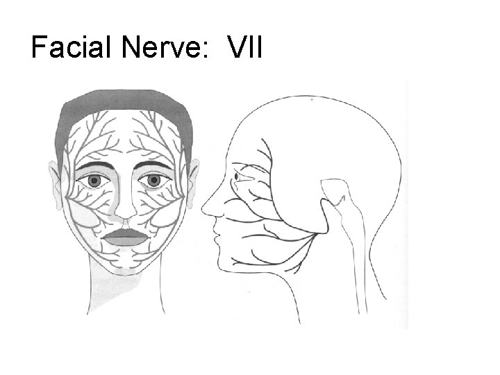 Facial Nerve: VII Facial Nerve: VII