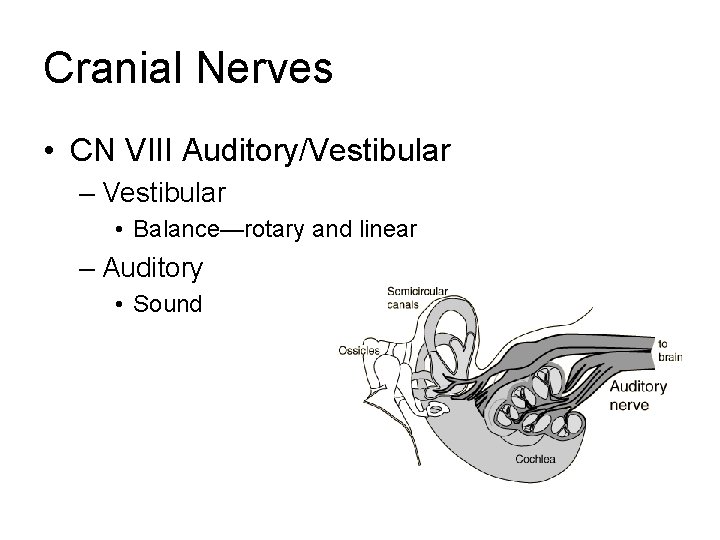 Cranial Nerves • CN VIII Auditory/Vestibular – Vestibular • Balance—rotary and linear – Auditory Cranial Nerves • CN VIII Auditory/Vestibular – Vestibular • Balance—rotary and linear – Auditory