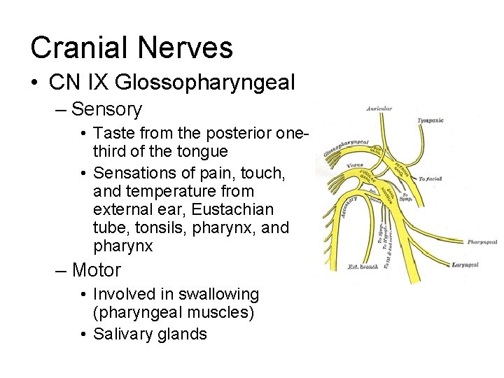 Cranial Nerves • CN IX Glossopharyngeal – Sensory • Taste from the posterior onethird Cranial Nerves • CN IX Glossopharyngeal – Sensory • Taste from the posterior onethird