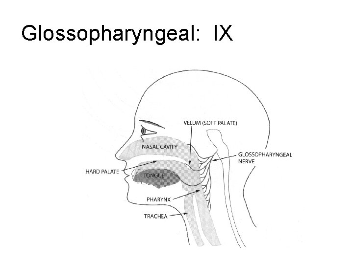 Glossopharyngeal: IX Glossopharyngeal: IX