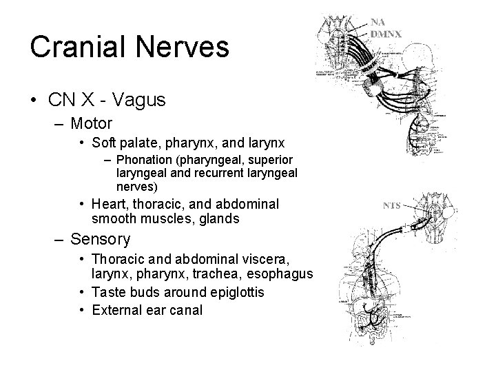 Cranial Nerves • CN X - Vagus – Motor • Soft palate, pharynx, and Cranial Nerves • CN X - Vagus – Motor • Soft palate, pharynx, and
