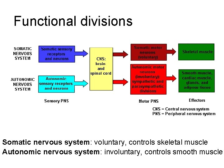 Functional divisions Somatic nervous system: voluntary, controls skeletal muscle Autonomic nervous system: involuntary, controls Functional divisions Somatic nervous system: voluntary, controls skeletal muscle Autonomic nervous system: involuntary, controls