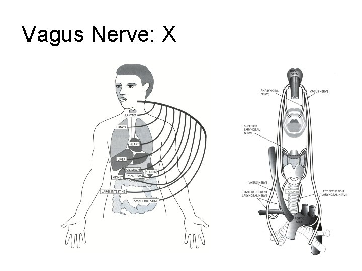 Vagus Nerve: X Vagus Nerve: X