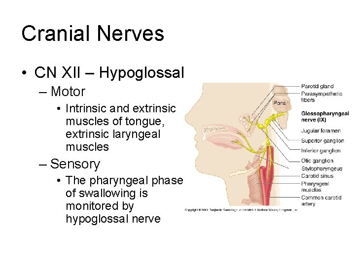 Cranial Nerves • CN XII – Hypoglossal – Motor • Intrinsic and extrinsic muscles Cranial Nerves • CN XII – Hypoglossal – Motor • Intrinsic and extrinsic muscles