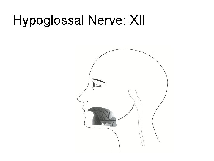 Hypoglossal Nerve: XII Hypoglossal Nerve: XII