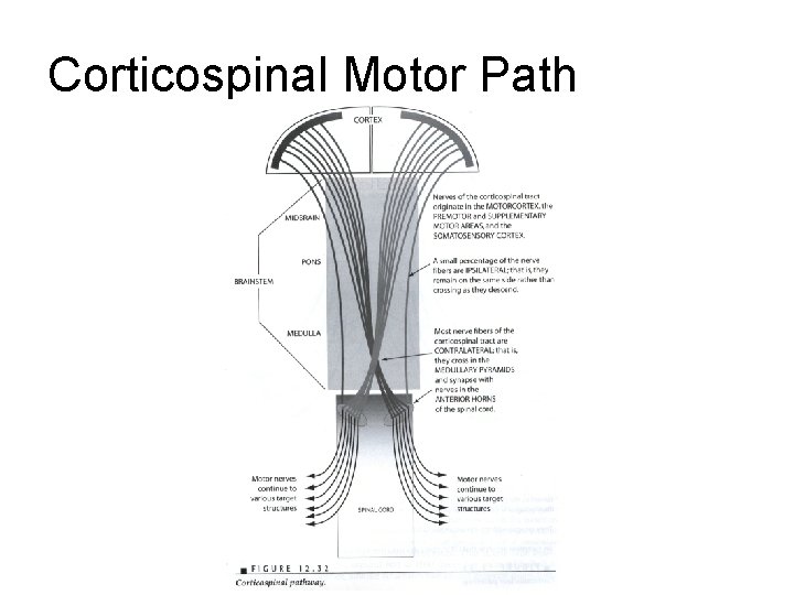 Corticospinal Motor Path Corticospinal Motor Path