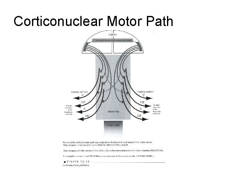 Corticonuclear Motor Path Corticonuclear Motor Path