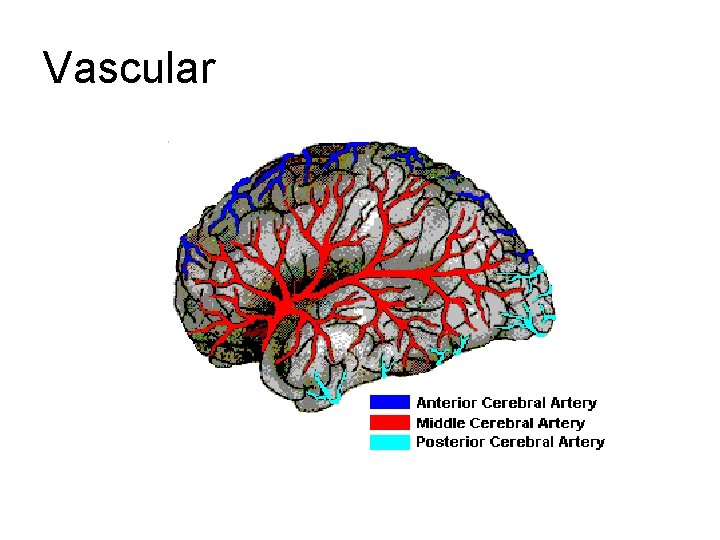 Vascular Vascular